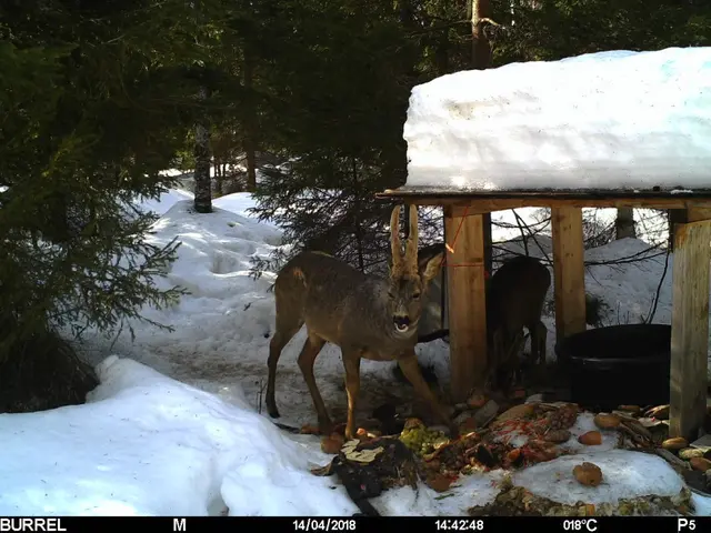 Burrel Edge HD Strømeffektivt viltkamera med minnekort 