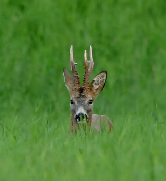 Clausen Predator Pack 6 predator lokkefløyter og halssnor 