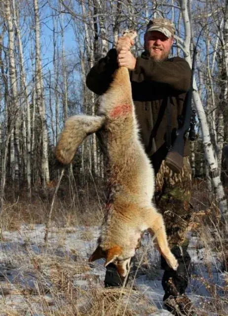 Clausen Predatorcall 2 Den ultimate lokkefløyta for rev 