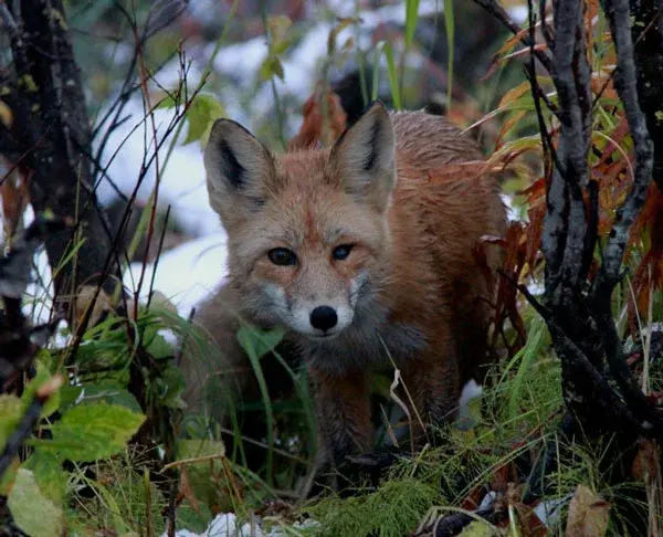 Clausen Predator Pack 6 predator lokkefløyter og halssnor 