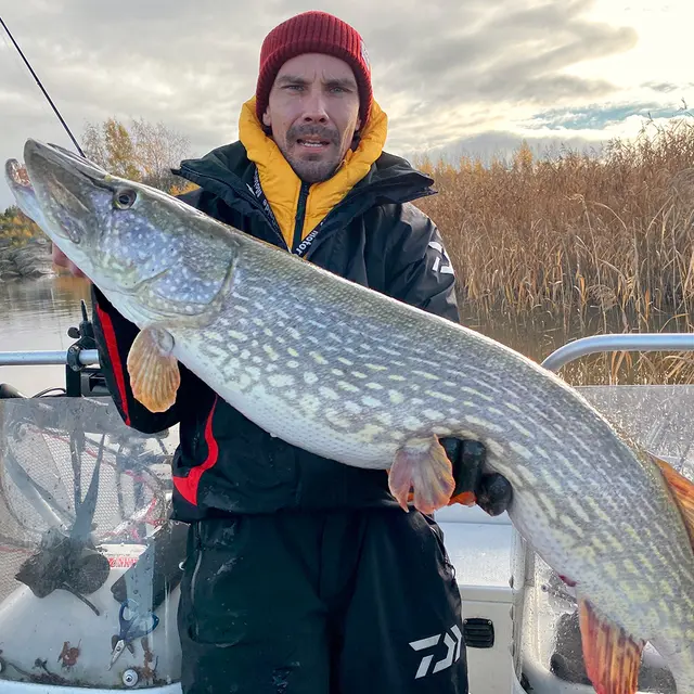 Daiwa Prorex Lazy Shad 16cm Headlight 