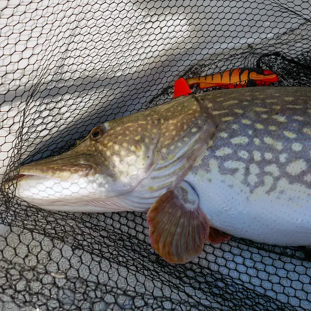 Daiwa Prorex Lazy Shad 16cm Headlight 