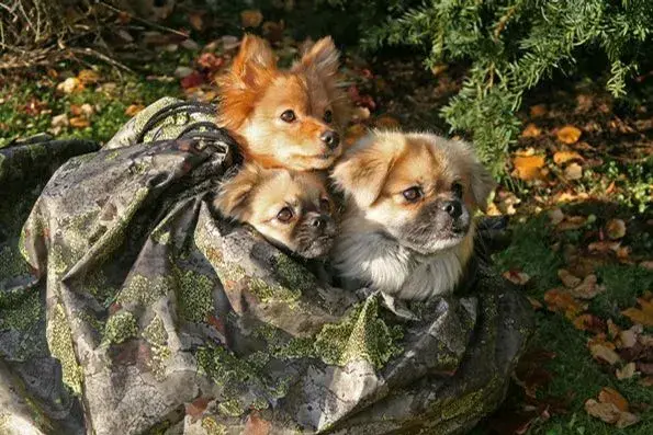 Jerven Jervehiet Hundepose Large Fjell Fjellduken for hunden din - inntil 40kg 