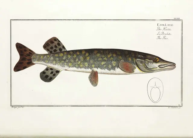 Gäddbibeln Bok av predatorfiskeren Tobias Fränstam 