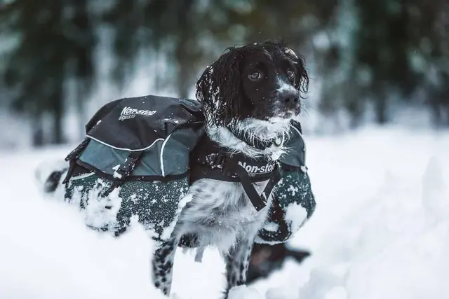 Non-Stop Dogwear Amundsen Kløv XXS Toppkvalitets, innovativ kløv 
