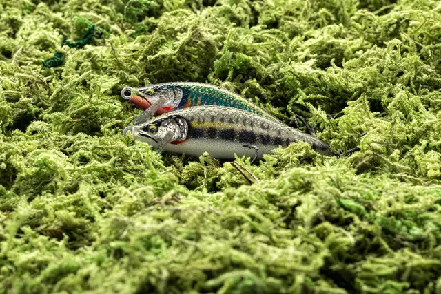 Rapala CountDown Elite GDGO 9,5cm Wobbler med maksimal kastedistanse 