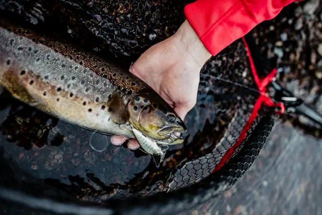 Rapala CountDown Elite GDGO 9,5cm Wobbler med maksimal kastedistanse 