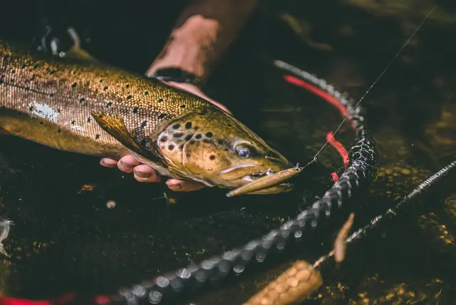 Rapala Shadow Rap HLW 7cm Imitasjon av døende byttefisk 