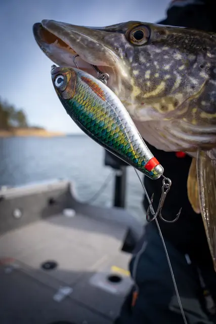 Rapala X-Rap Haku GND Release Rig Jerkbait 