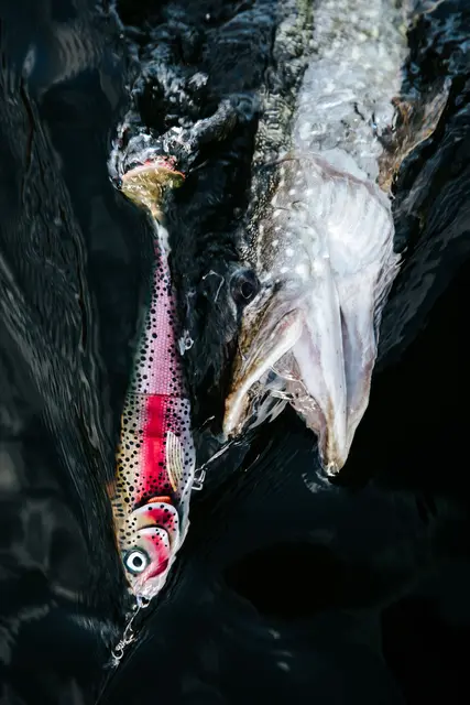 Rapala X-Rap Peto SCRR 14cm Saktesynkende hybridagn i trigger farger 