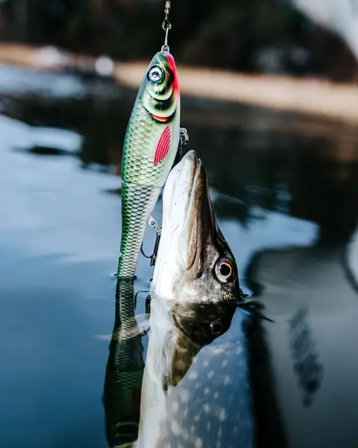 Rapala X-Rap Peto SCRR 14cm Saktesynkende hybridagn i trigger farger 