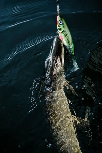 Rapala X-Rap Peto SCRR 14cm Saktesynkende hybridagn i trigger farger 