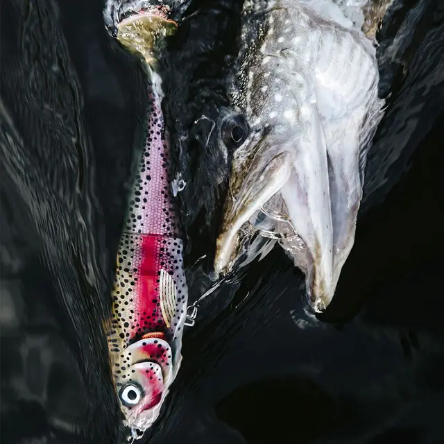 Rapala X-Rap Peto SCRR 14cm Saktesynkende hybridagn i trigger farger 