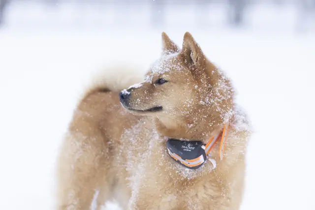 Tracker Artemis 4G Fremtidsrettet GPS-hundepeiler med 4G 