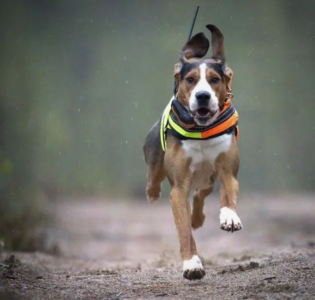 Tracker Artemis 4G Fremtidsrettet GPS-hundepeiler med 4G 