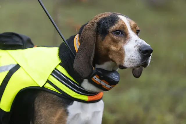 Tracker Artemis 4G Fremtidsrettet GPS-hundepeiler med 4G 