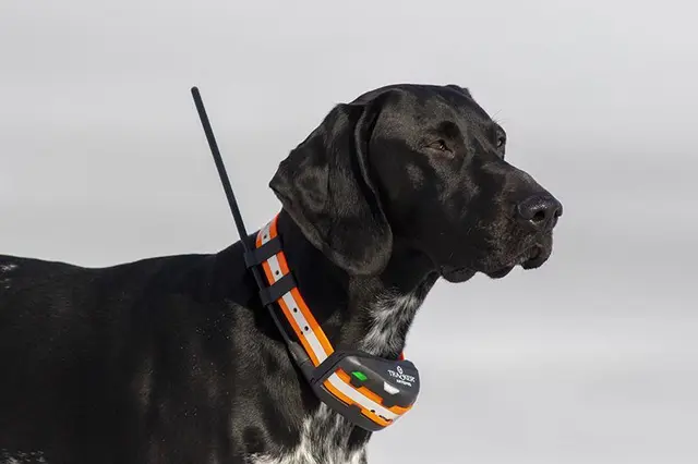 Tracker Artemis 4G Fremtidsrettet GPS-hundepeiler med 4G 