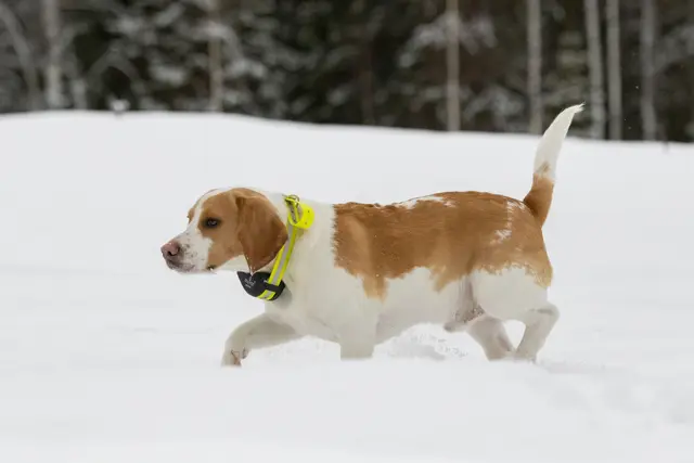 Tracker Artemis 4G Fremtidsrettet GPS-hundepeiler med 4G 