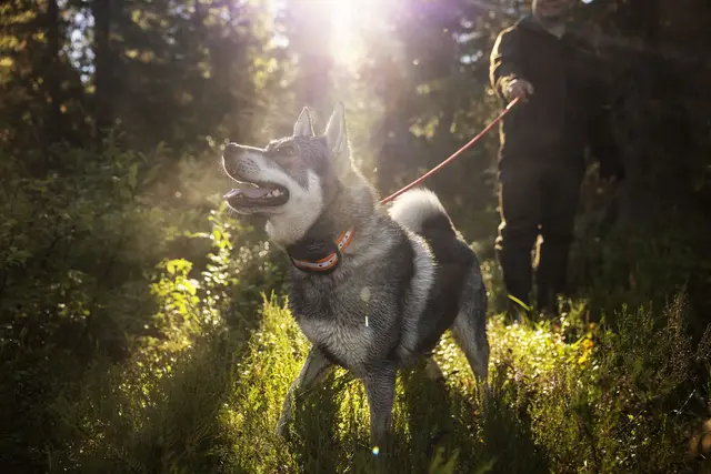 Tracker Artemis 4G Fremtidsrettet GPS-hundepeiler med 4G 