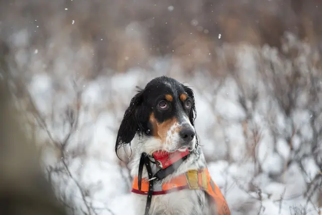 Tracker Avius VHF med sender/mottaker Hundepeiler med forbedret dekning 