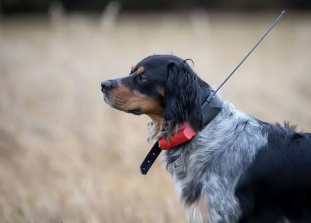 Tracker Avius VHF med sender/mottaker Hundepeiler med forbedret dekning 