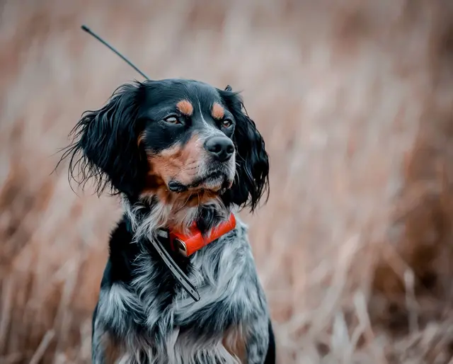 Tracker Avius VHF med sender/mottaker Hundepeiler med forbedret dekning 
