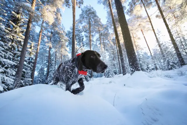 Tracker Avius VHF med sender/mottaker Hundepeiler med forbedret dekning 