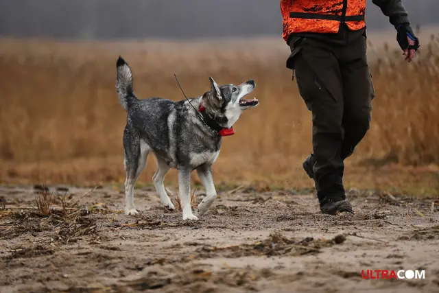 Tracker Avius VHF med sender/mottaker Hundepeiler med forbedret dekning 