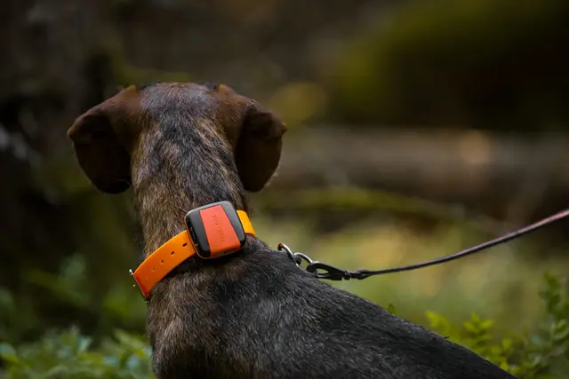 Tracker Bark Fremtidsrettet GPS-hundepeiler med 4G 