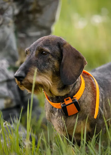 Tracker Bark Fremtidsrettet GPS-hundepeiler med 4G 