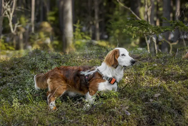 Tracker Bark Fremtidsrettet GPS-hundepeiler med 4G 