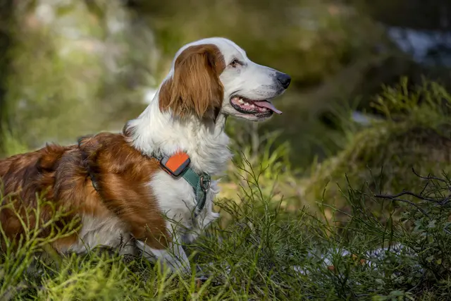 Tracker Bark Fremtidsrettet GPS-hundepeiler med 4G 