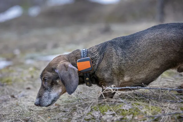 Tracker Bark Fremtidsrettet GPS-hundepeiler med 4G 