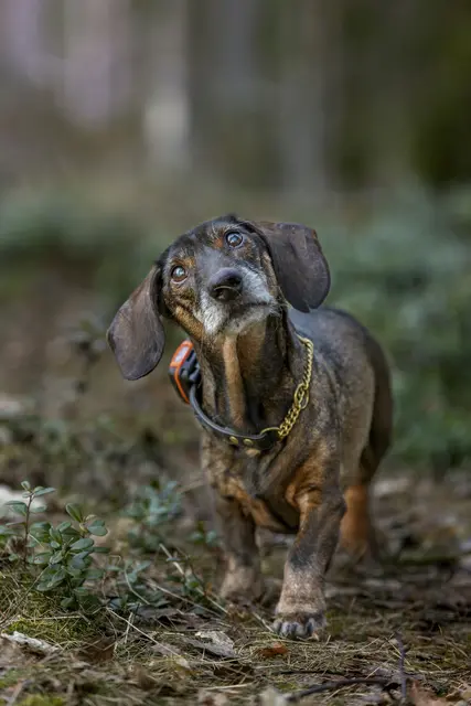 Tracker Bark Fremtidsrettet GPS-hundepeiler med 4G 