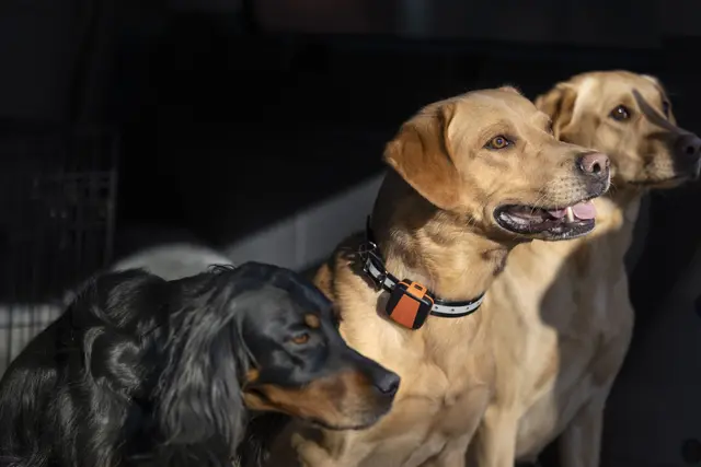 Tracker Bark Fremtidsrettet GPS-hundepeiler med 4G 