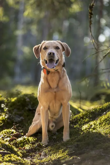 Tracker Bark Fremtidsrettet GPS-hundepeiler med 4G 