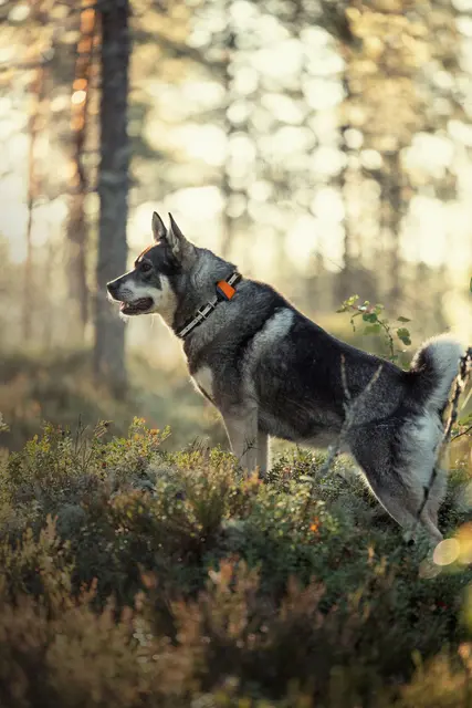 Tracker Bark Fremtidsrettet GPS-hundepeiler med 4G 