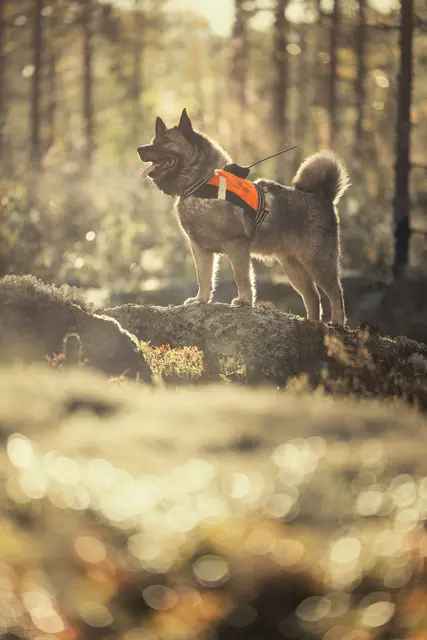 Tracker G10i Fremtidsrettet GPS-hundepeiler med 4G 