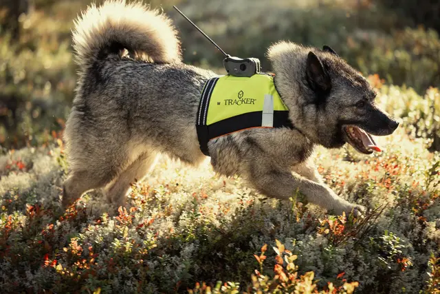 Tracker G10i Fremtidsrettet GPS-hundepeiler med 4G 
