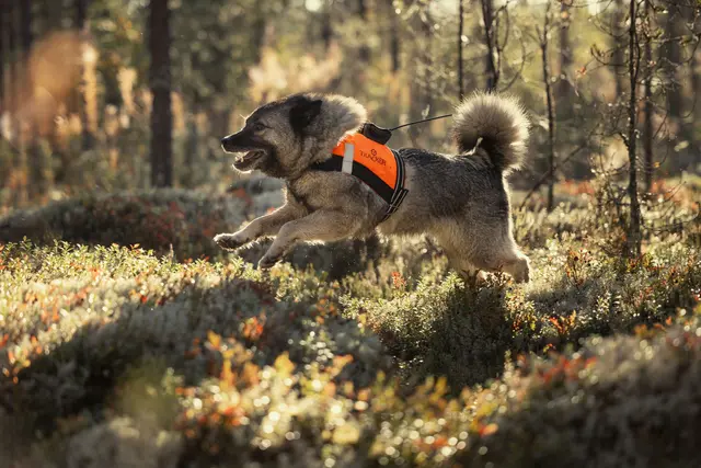 Tracker G10i Fremtidsrettet GPS-hundepeiler med 4G 