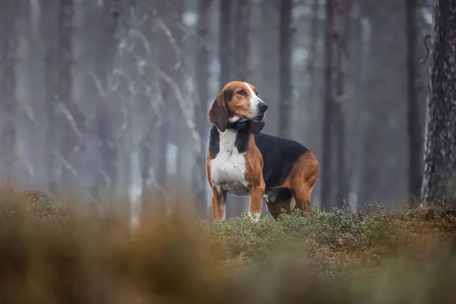 Tracker R10i 4G IoT/2G Hundepeiler med forbedret dekning 