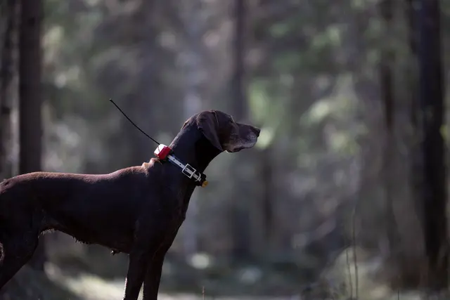 Tracker R10i Hybrid 4G IoT/2G/2G/VHF Hundepeiler med hybrid sanntidssporing 