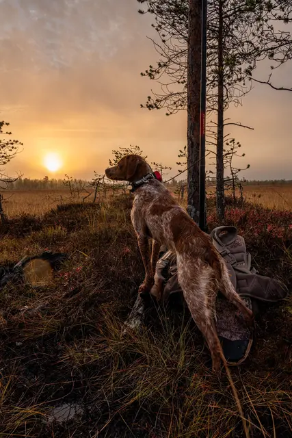 Tracker R10i Hybrid 4G IoT/2G/2G/VHF Hundepeiler med hybrid sanntidssporing 
